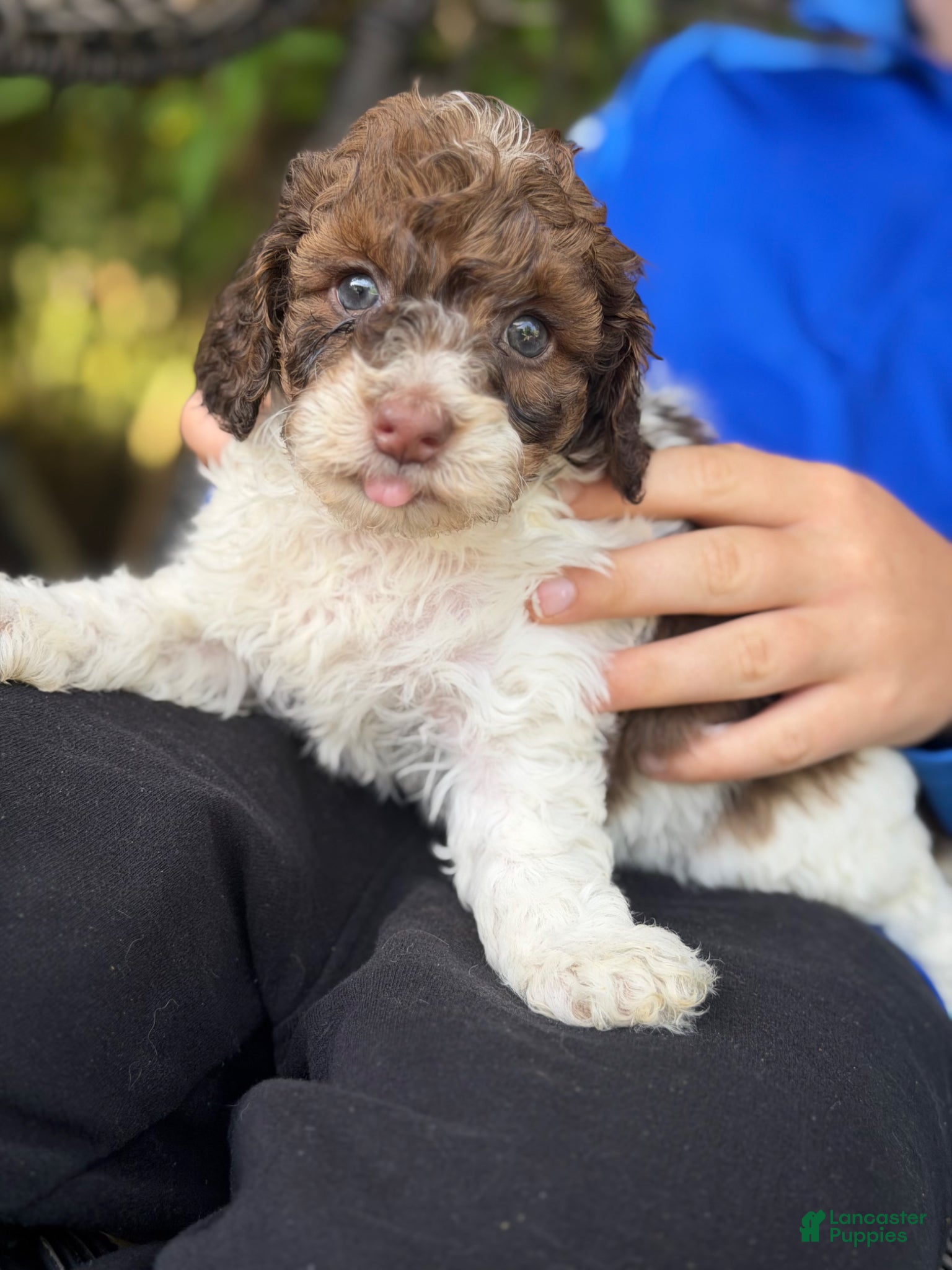Cockapoo dogs Cockapoo Puppy 4 - Ad 19
