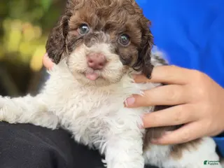 Cockapoo dogs Cockapoo Puppy 4 - Ad 19