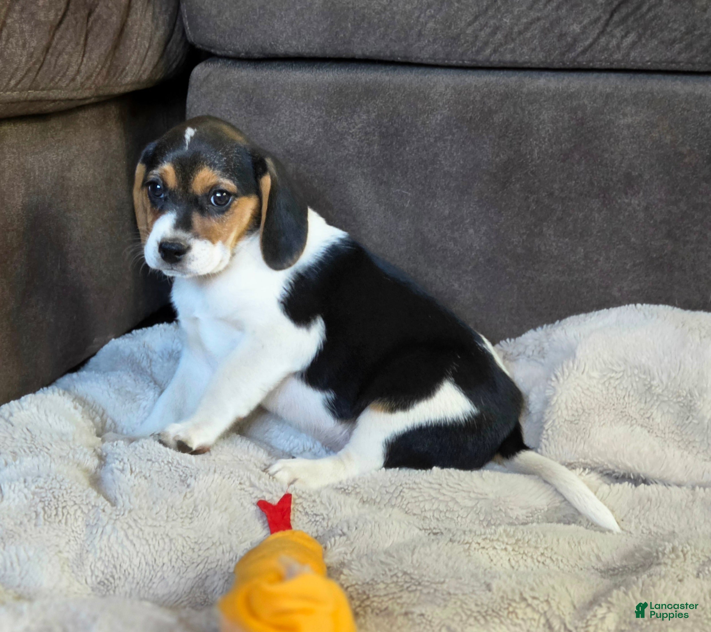 Puggle dogs Daisy - Ad 33