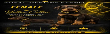 Doberman Pinscher 4