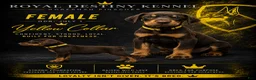 Doberman Pinscher dogs for sale: Doberman Pinscher 4 - Ad 1