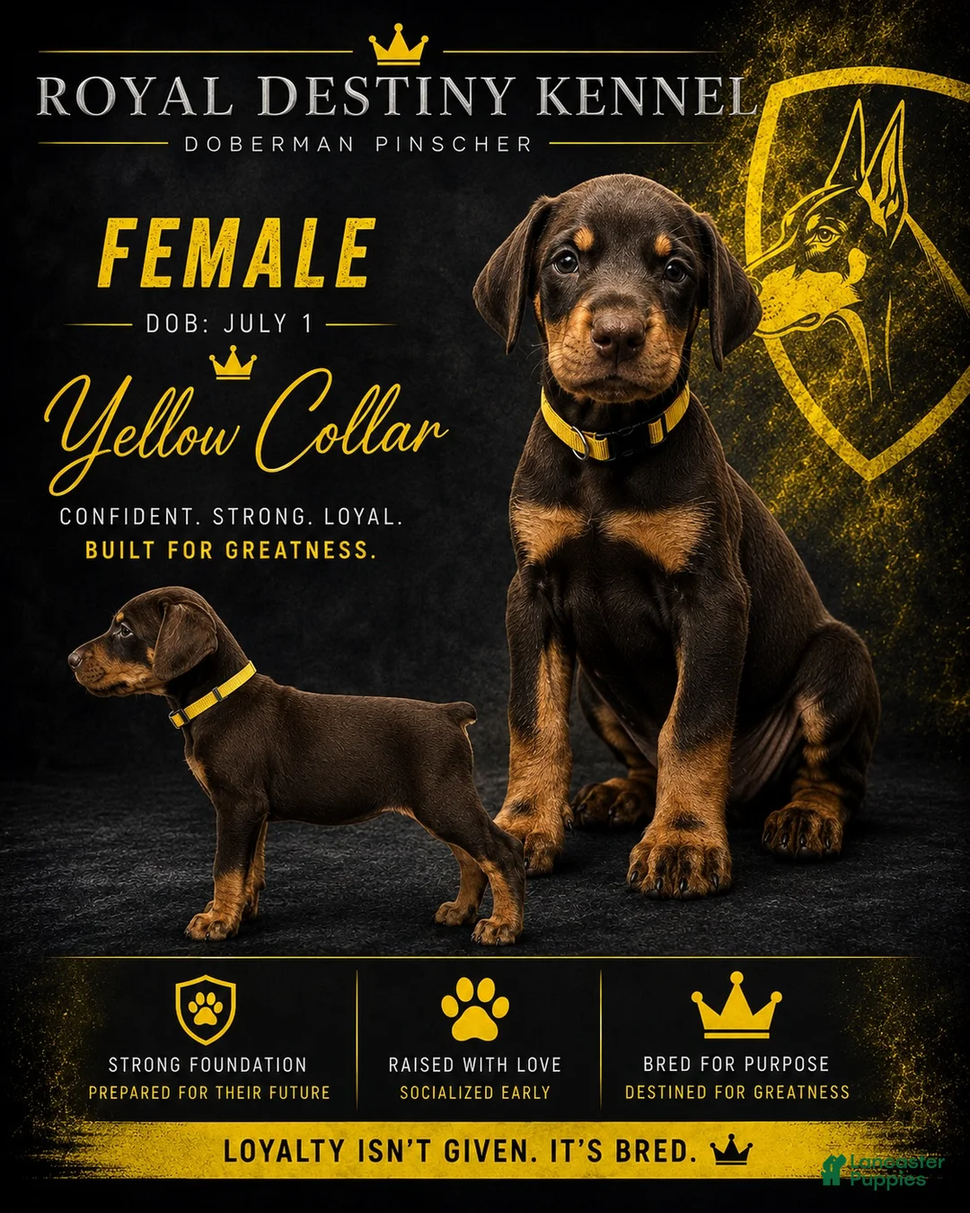 Doberman Pinscher dogs for sale: Doberman Pinscher 4 - Ad 1