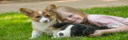 Welsh Corgi Pembroke dogs for sale: Georgia - Ad 4