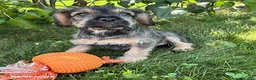 Schnoodle dogs for sale: Tia - Ad 3