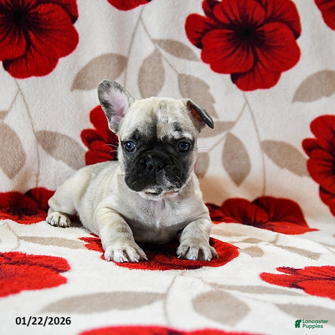 French Bulldog dogs for sale: Buckee - Ad 4