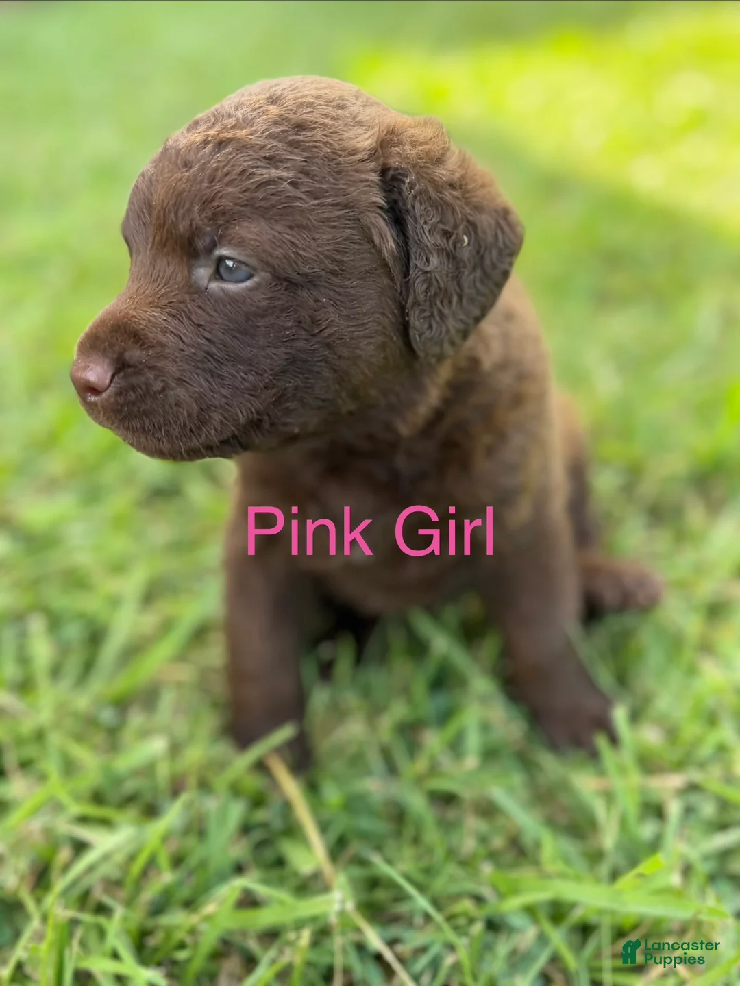 Chesapeake Bay Retriever dogs for sale: Pink Collar Girl - Ad 3