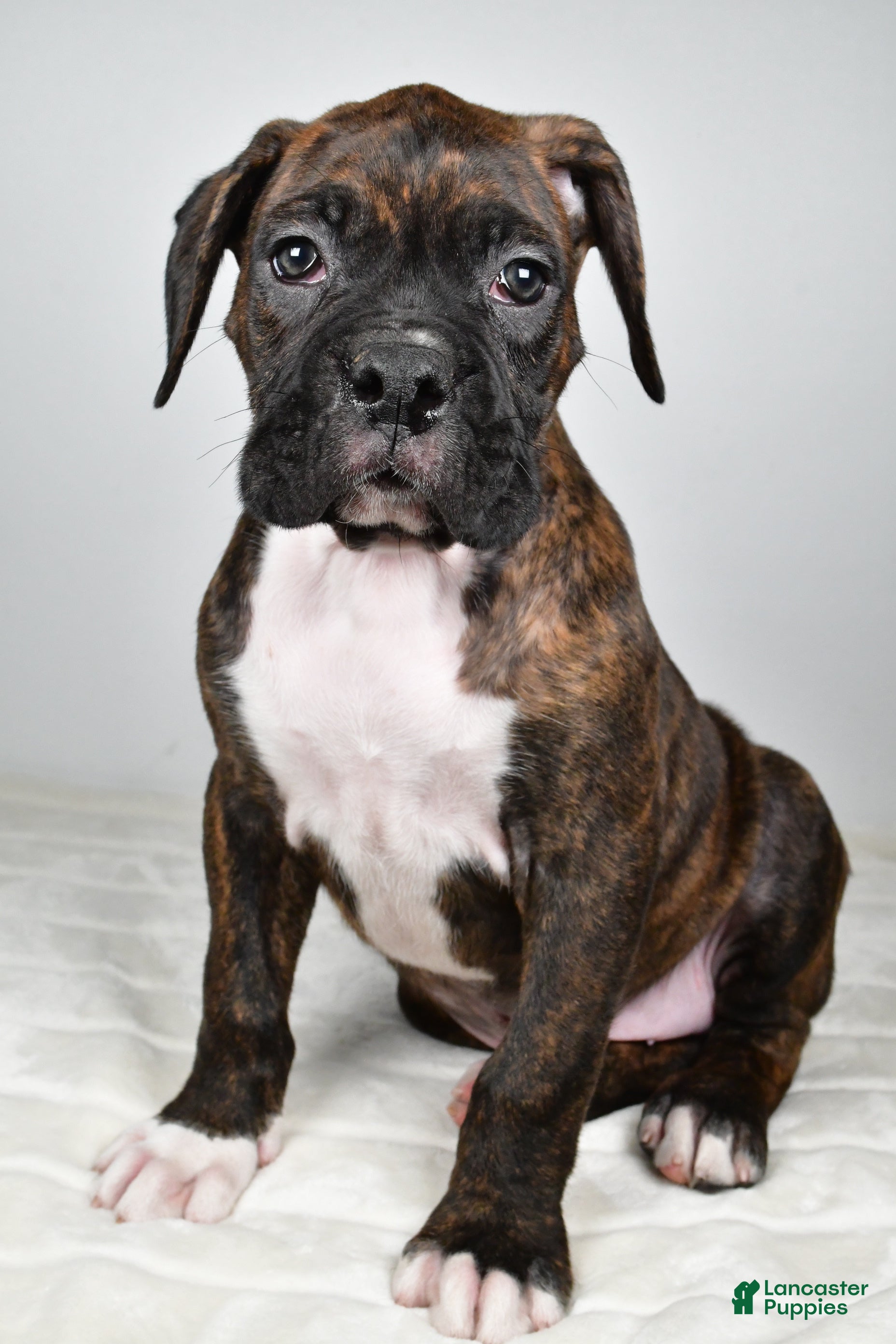 Boxer dogs Diesel - Ad 2