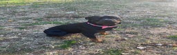 Rottweiler dogs for sale: Rottweiler Puppy 2 - Ad 3