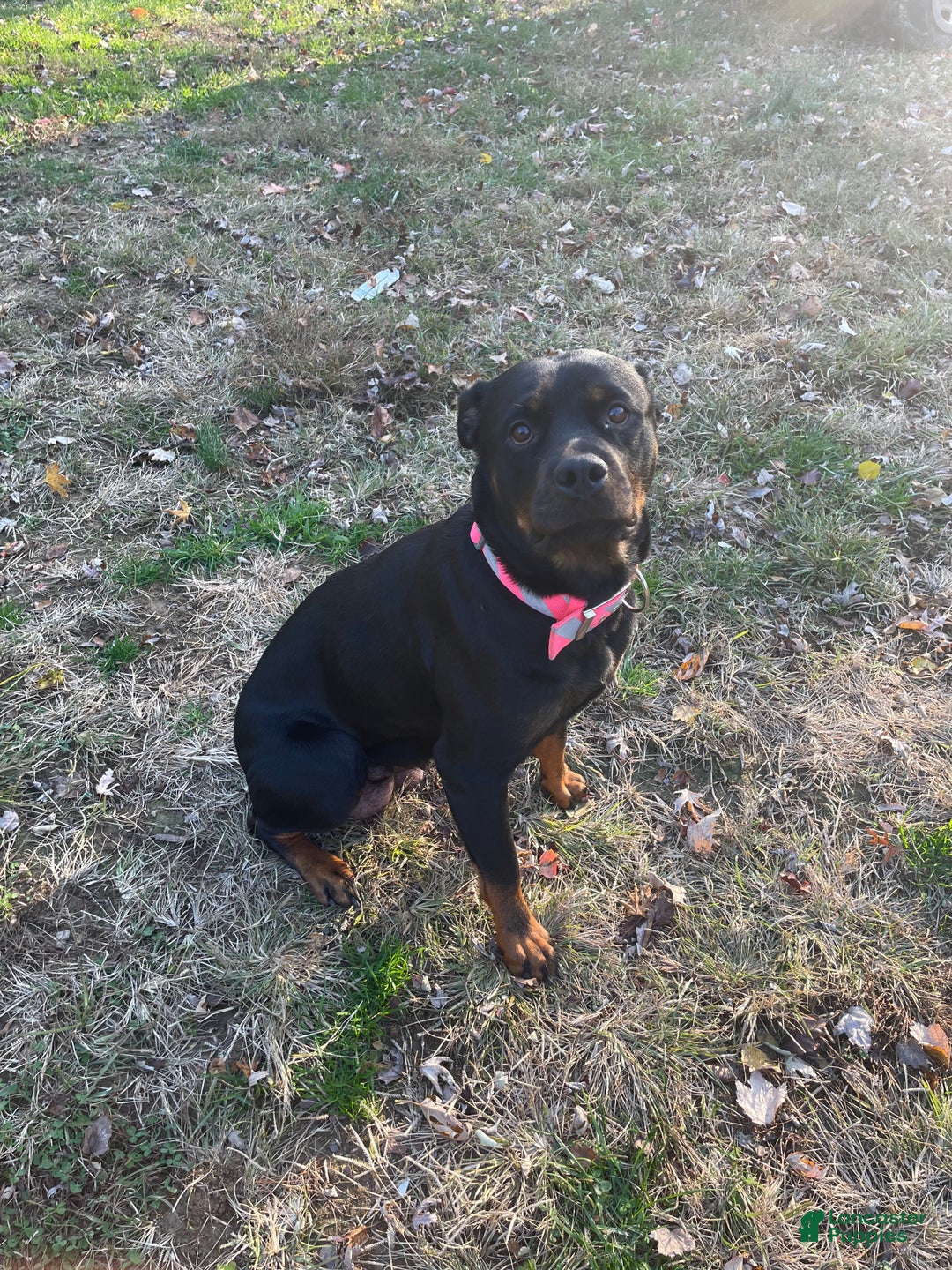 Rottweiler dogs for sale: Rottweiler Puppy 2 - Ad 3