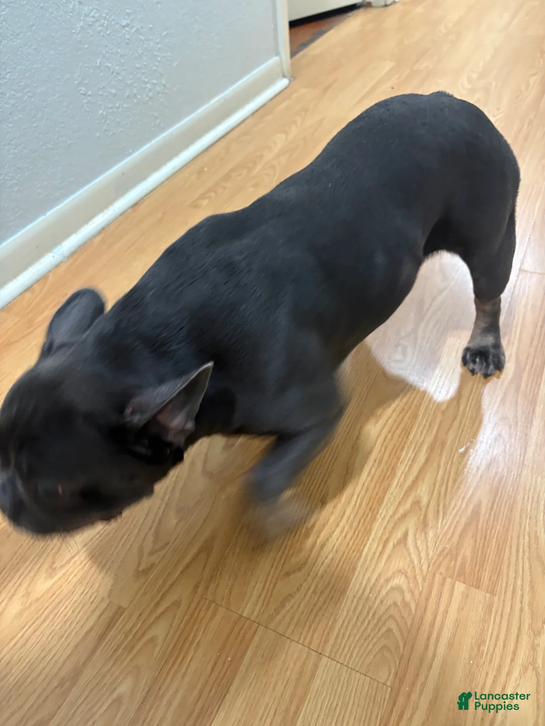 French Bulldog dogs for sale: French Bulldog Puppy 1 - Ad 3