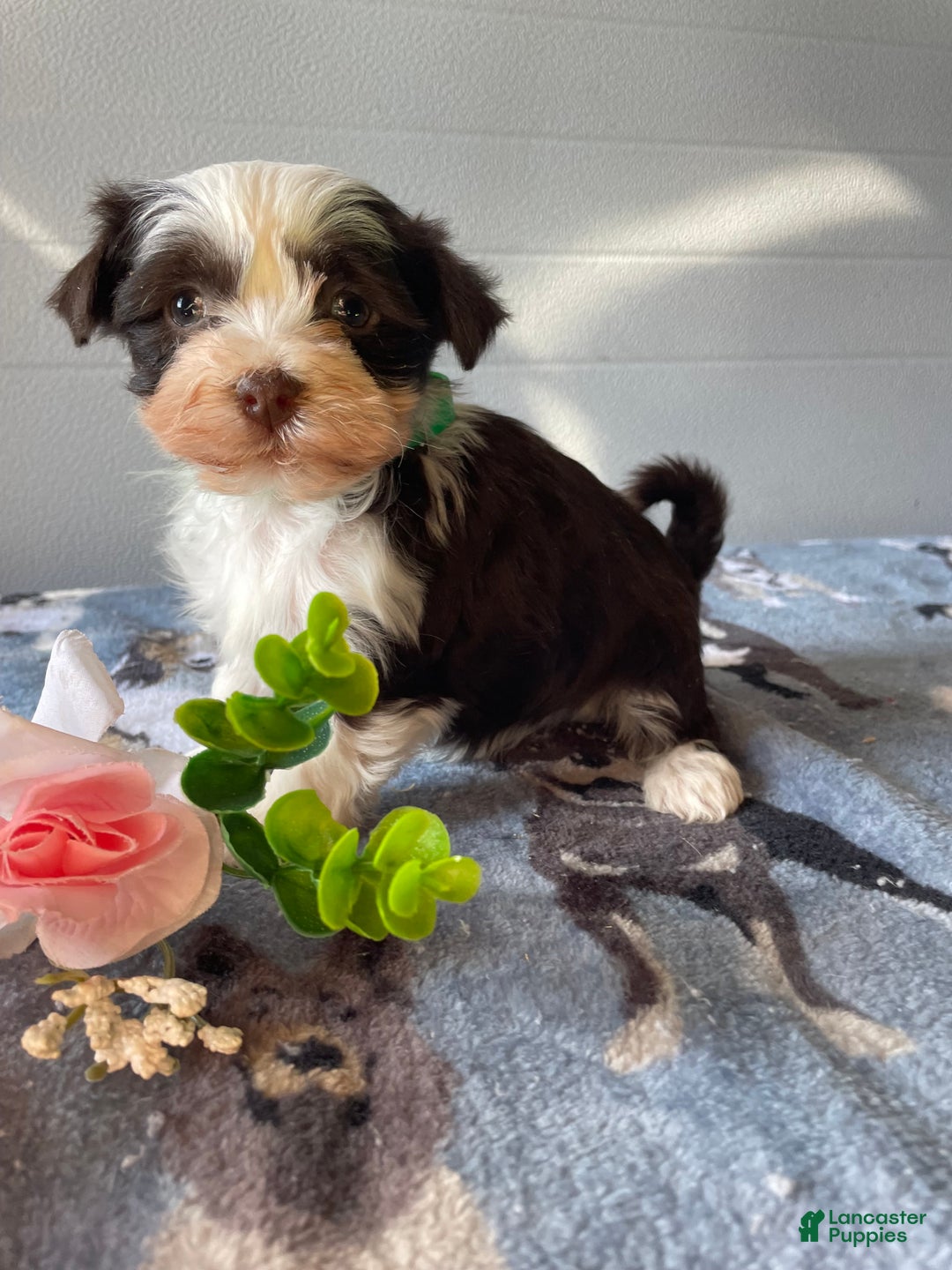 Havanese dogs for sale: Cuddles - Ad 1
