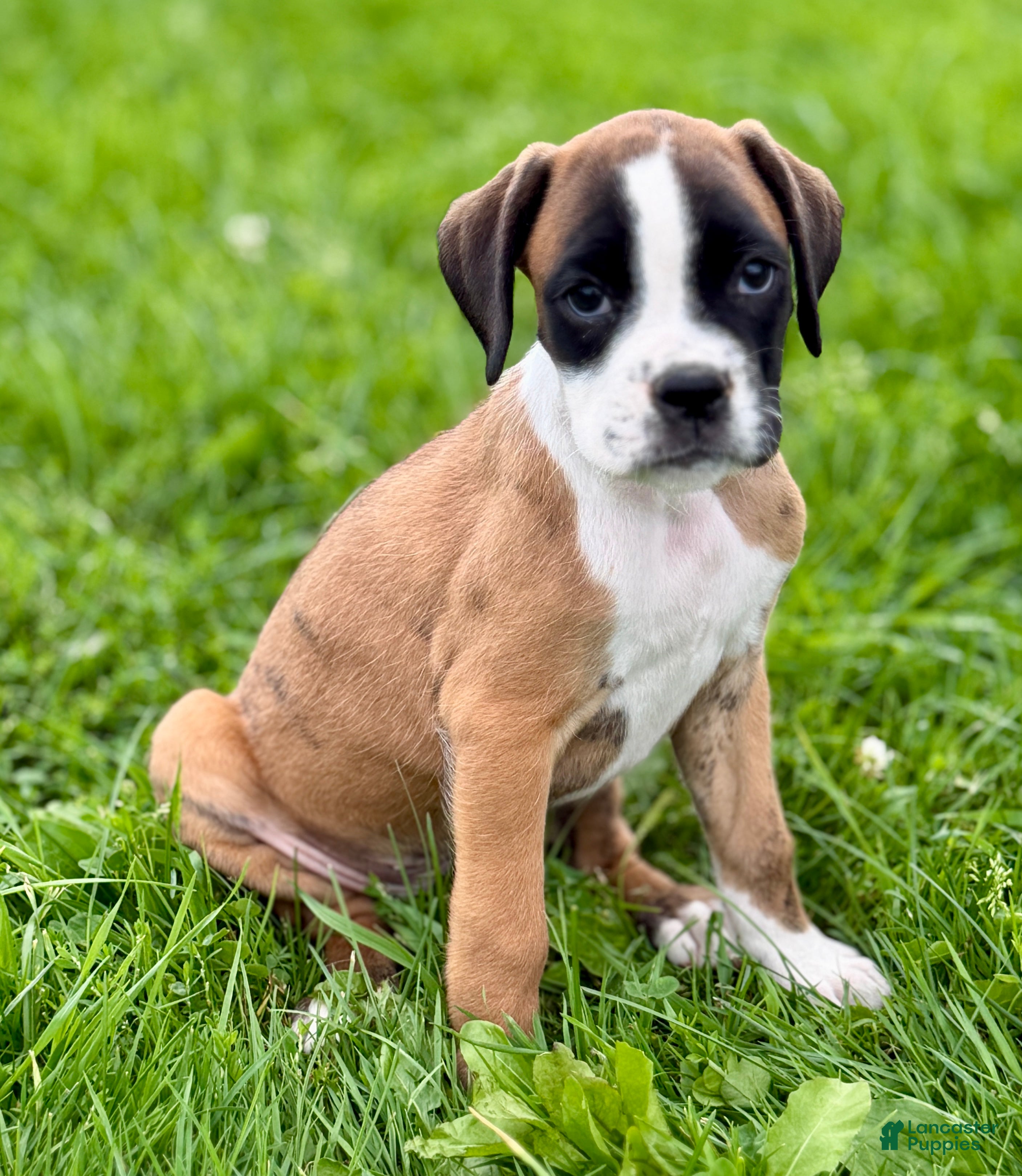 Boxer dogs ROXY-AKC-VIDEO - Ad 1