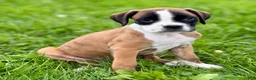 Boxer dogs for sale: RUBY-AKC-Euro lines  - Ad 3