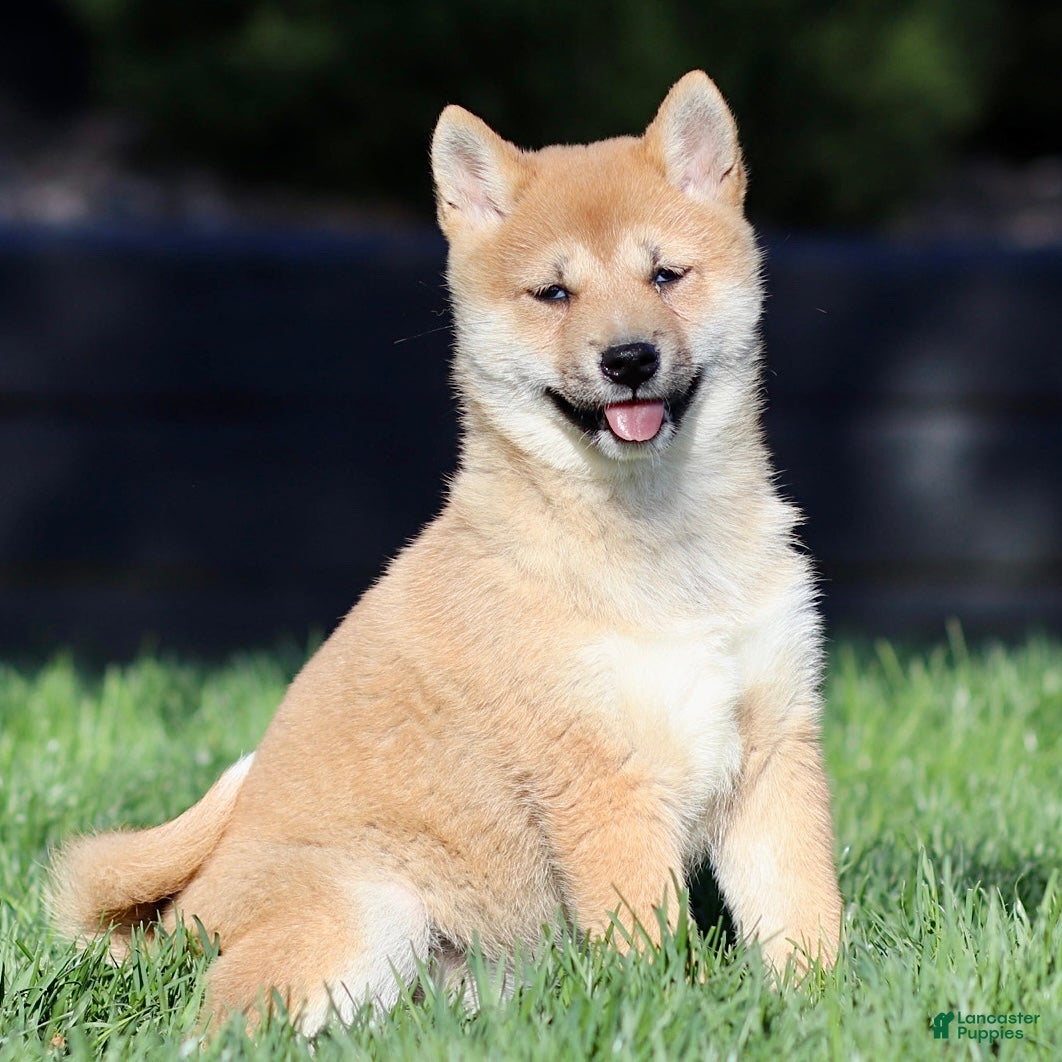 Shiba Inu dogs Shyla - Ad 1