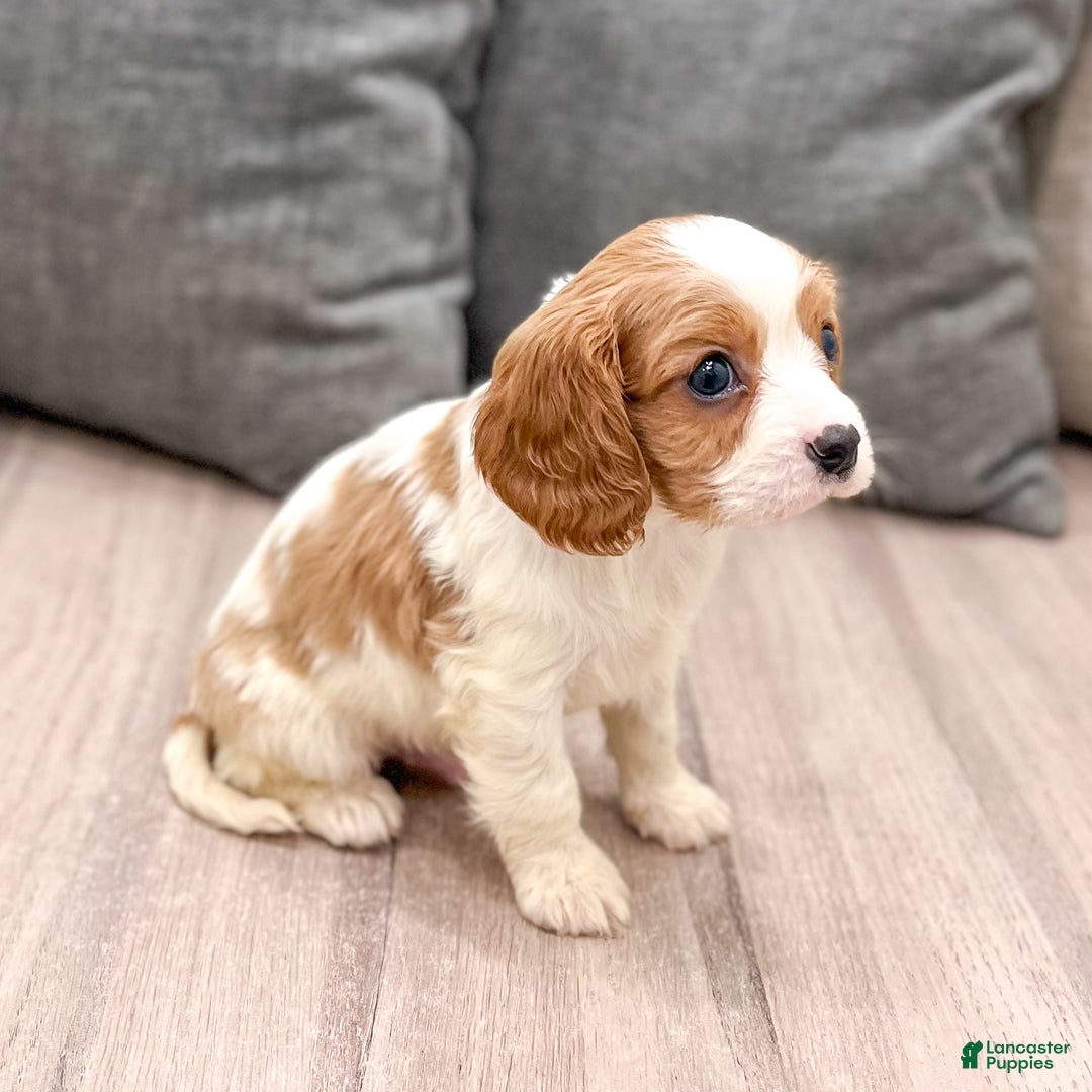 Cavalier King Charles Spaniel dogs for sale: Buster - Ad 4