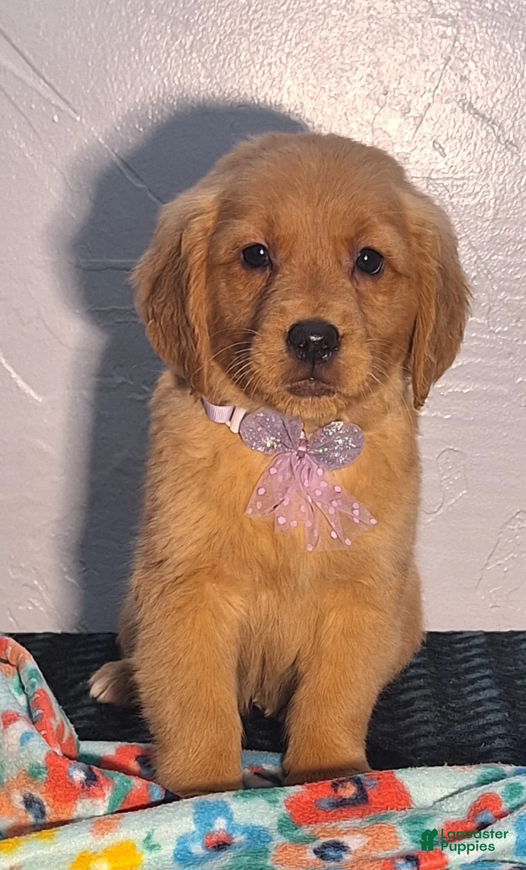 Golden Retriever dogs for sale: Treva - Ad 2