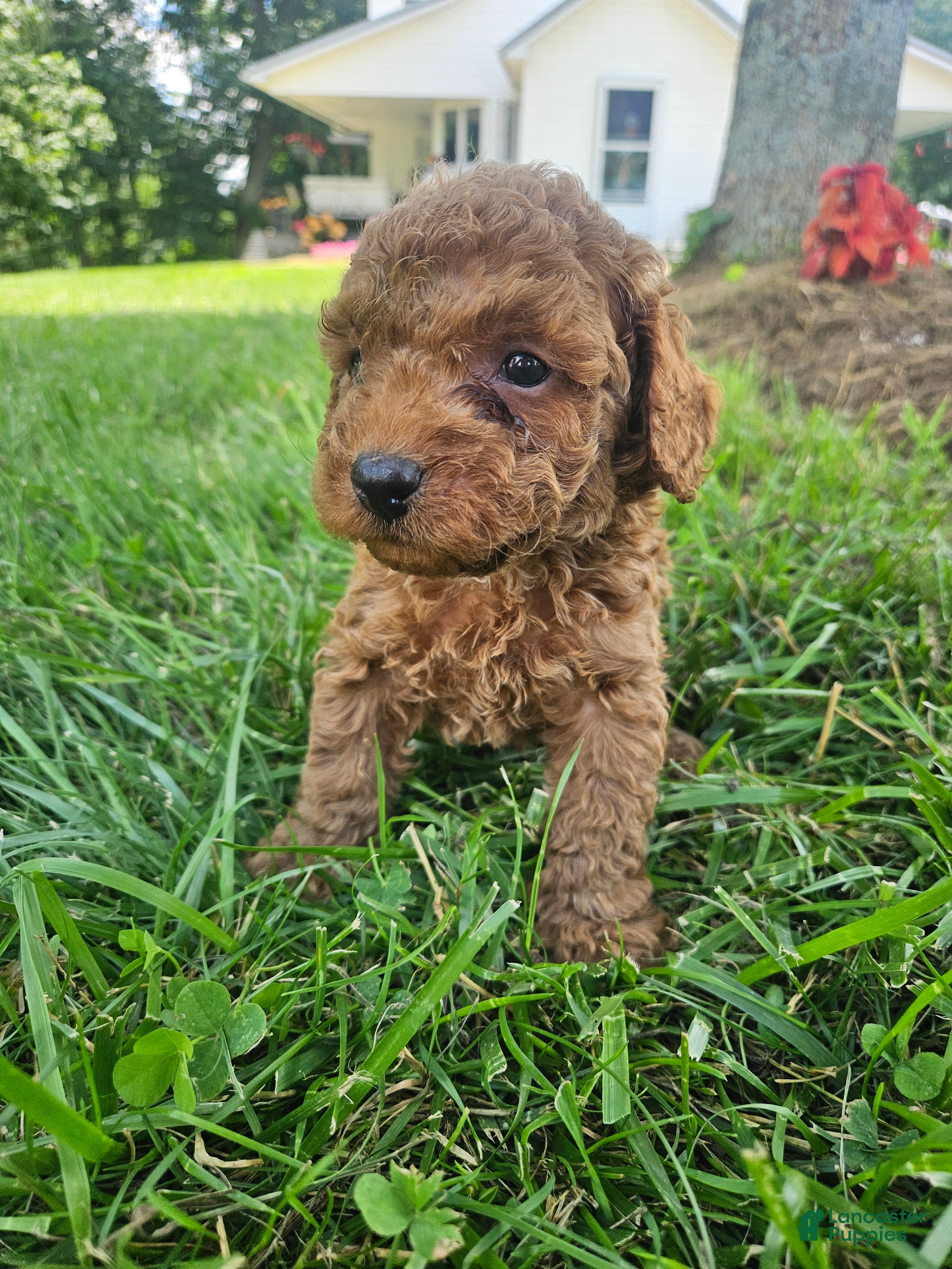 Cavapoo dogs Joker - Ad 27