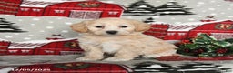 Maltipoo dogs for sale: Blossom - Ad 1