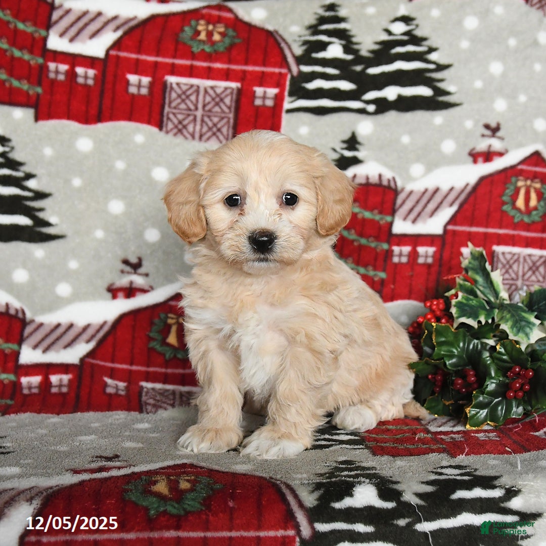Maltipoo dogs for sale: Blossom - Ad 1