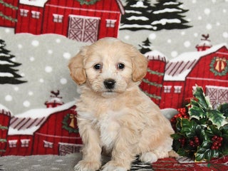 Maltipoo dogs Blossom - Ad 25