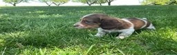 Miniature Dachshund dogs for sale: Atlas-Stunning Symmetrical Tan & White Piebald Long-Haired AKC Male!  - Ad 3
