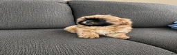 Shih Tzu dogs for sale: Tucker - Ad 1