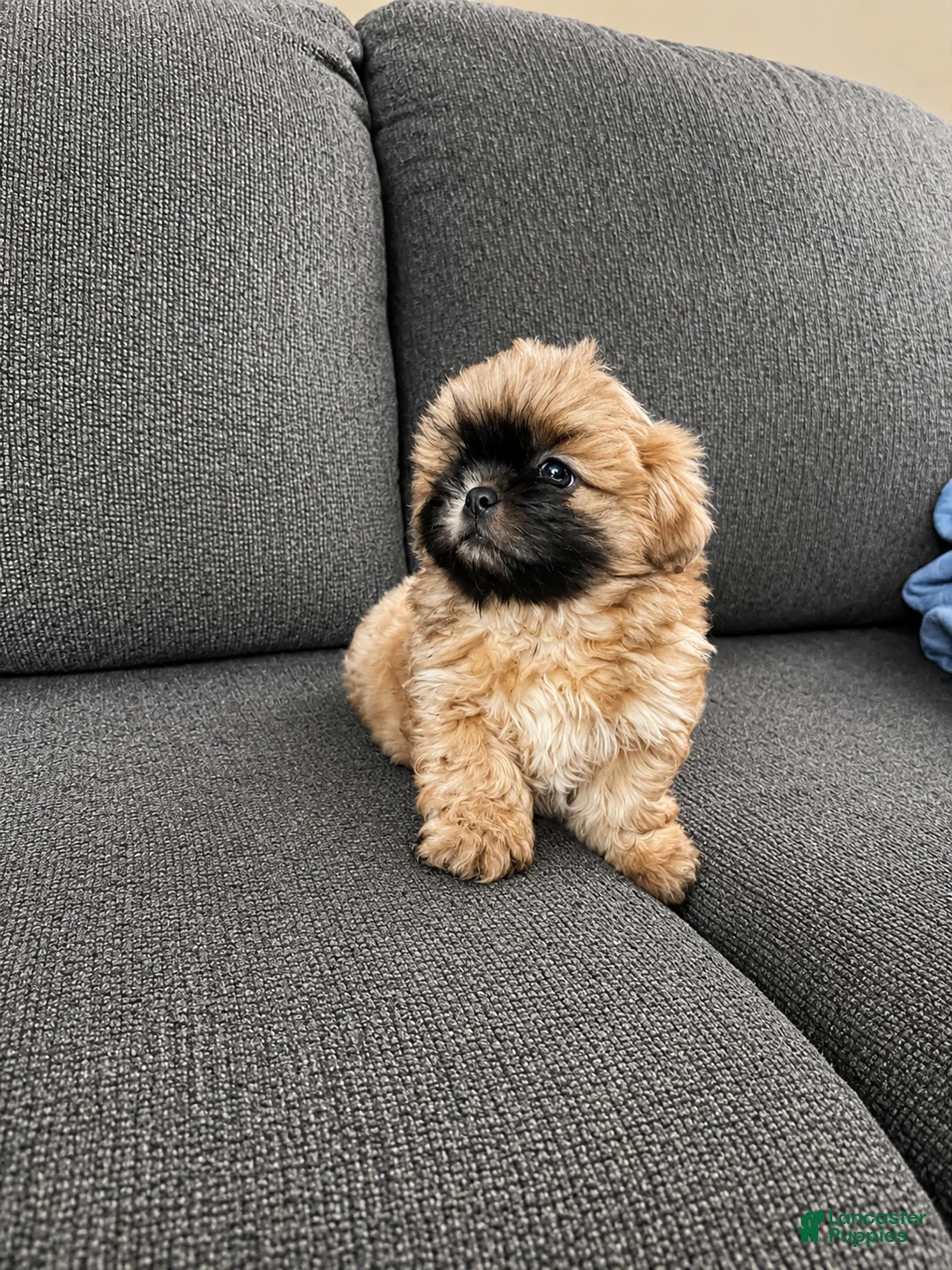 Shih Tzu dogs for sale: Tucker - Ad 1