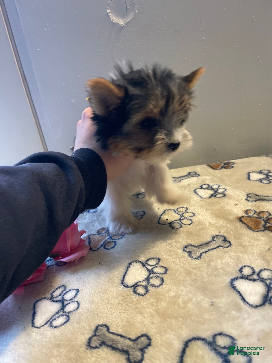 Yorkshire Terrier dogs for sale: Andy - Ad 2