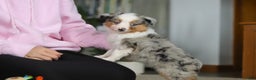 Miniature Australian Shepherd dogs for sale: Mia - Ad 7