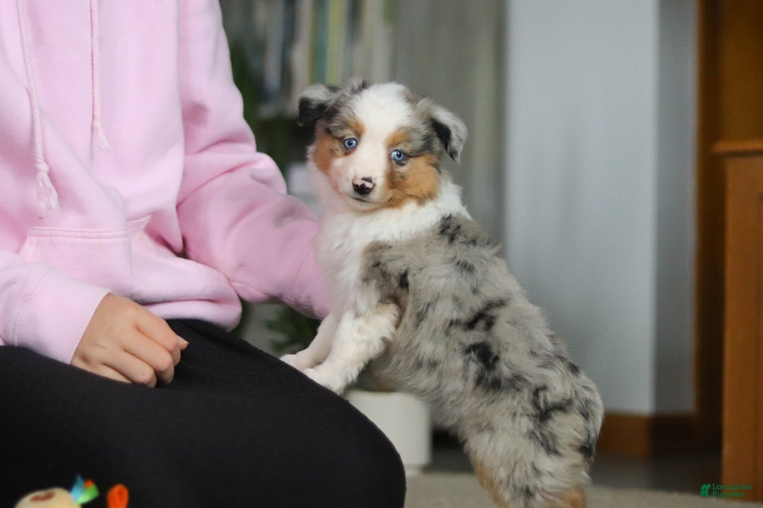 Miniature Australian Shepherd dogs for sale: Mia - Ad 7