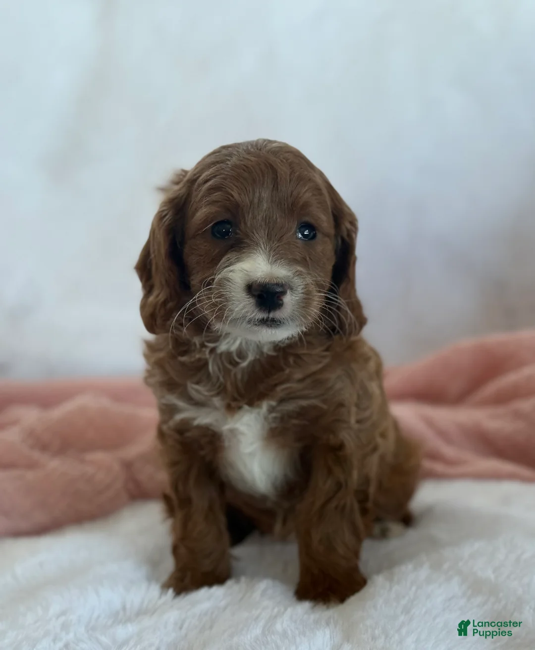 Cavapoo dogs for sale: Aspen  - Ad 3