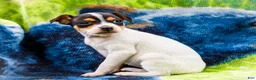 Mixed Breed dogs for sale: Taley - Ad 6