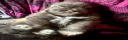 Pomeranian dogs for sale: Dash - Ad 1