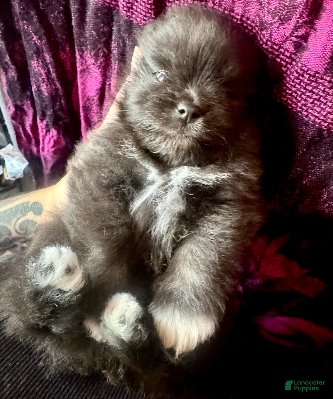 Pomeranian dogs for sale: Dash - Ad 1