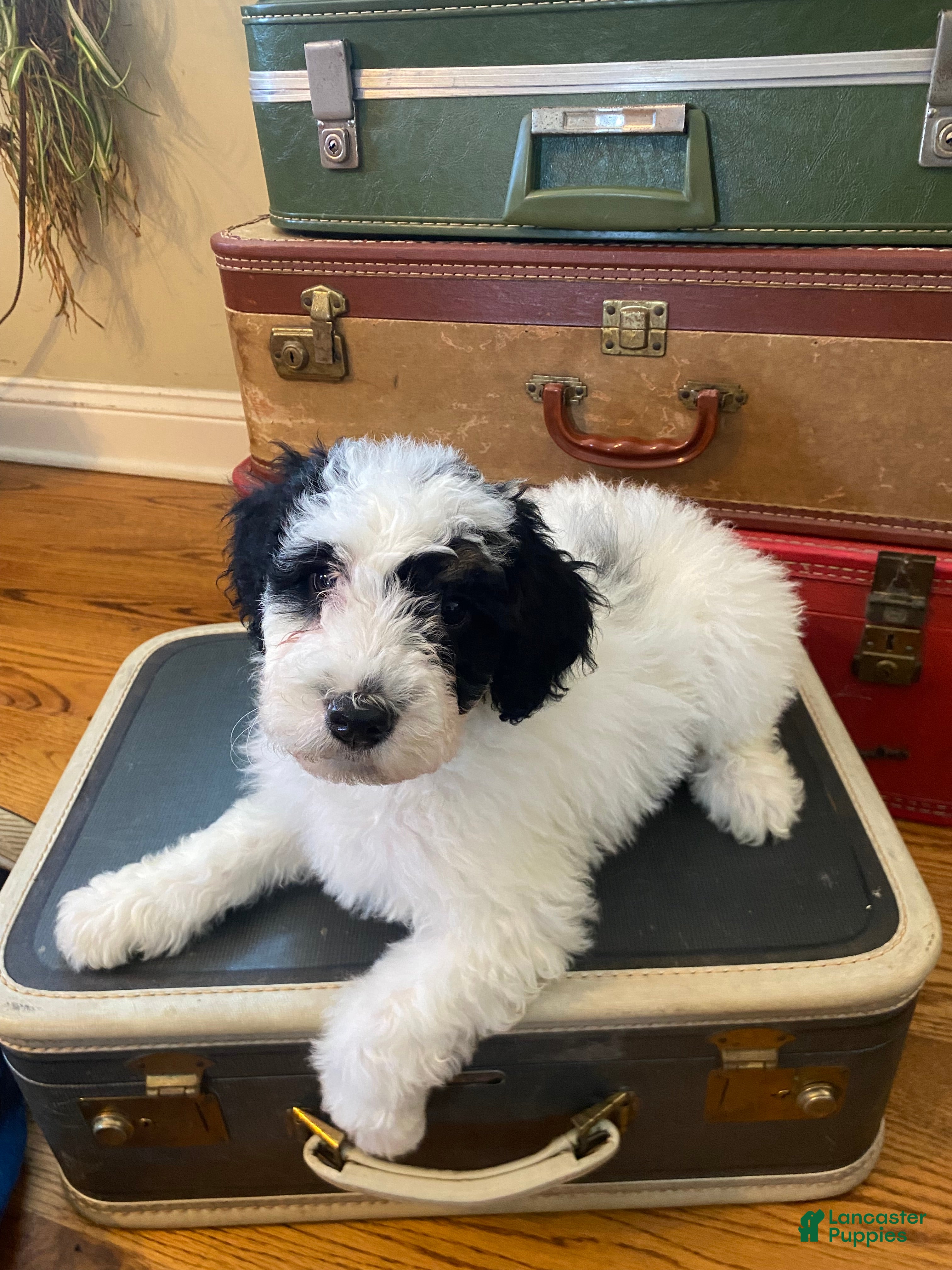 Mini Bernedoodle dogs Peppermint Patty - Ad 2