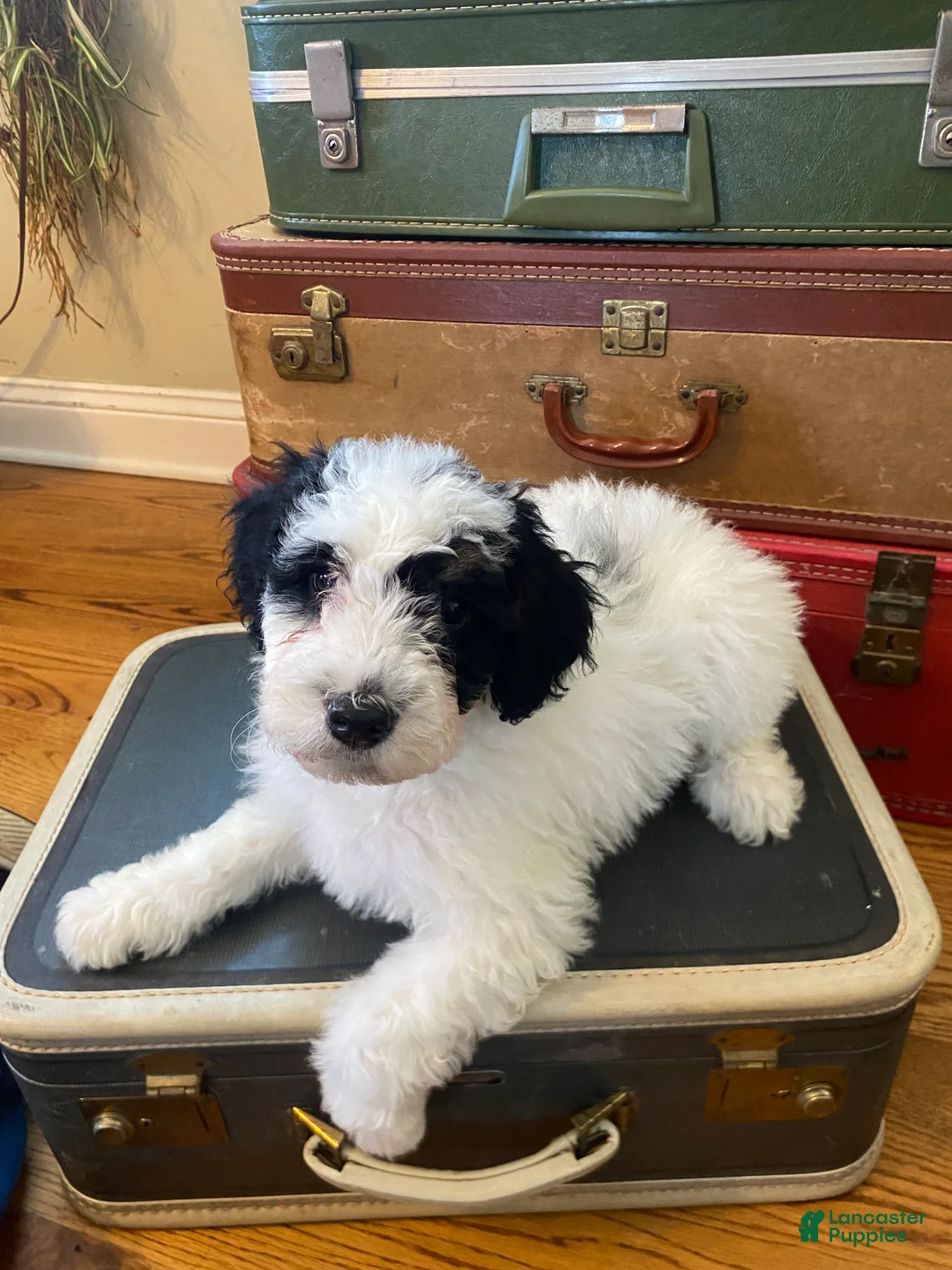 Mini Bernedoodle dogs for sale: Peppermint Patty - Ad 2