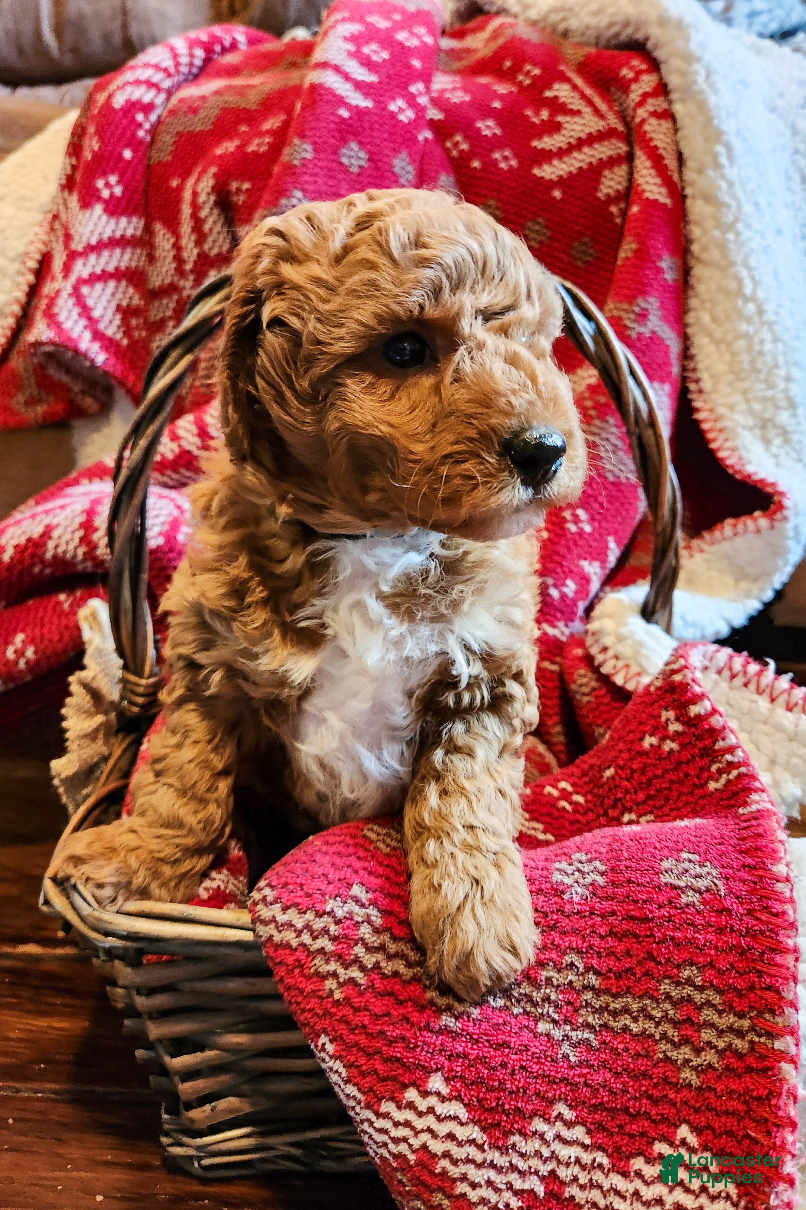 Mini Goldendoodle dogs Apollo - Ad 2