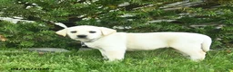 Labrador Retriever dogs for sale: Bessie  - Ad 3