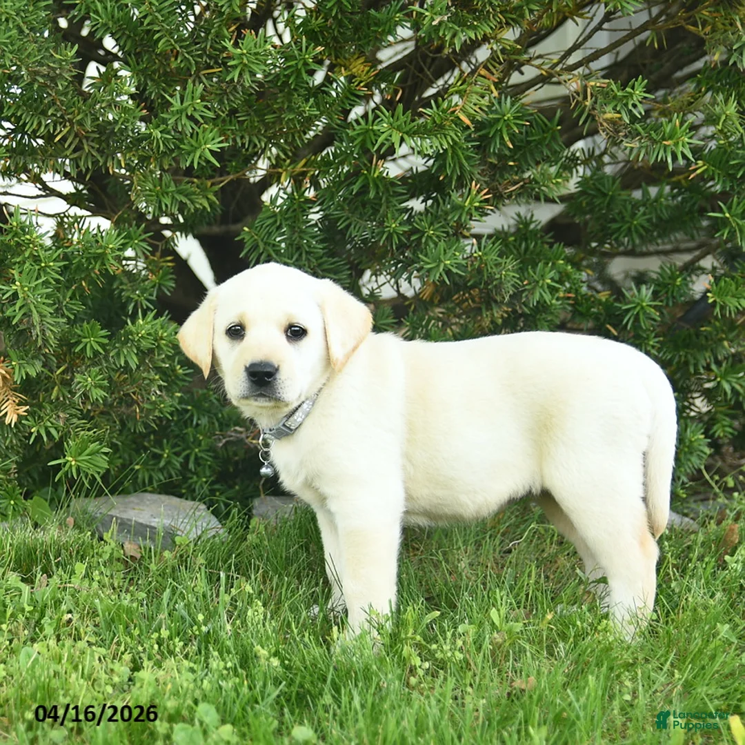 Labrador Retriever dogs for sale: Bessie  - Ad 3