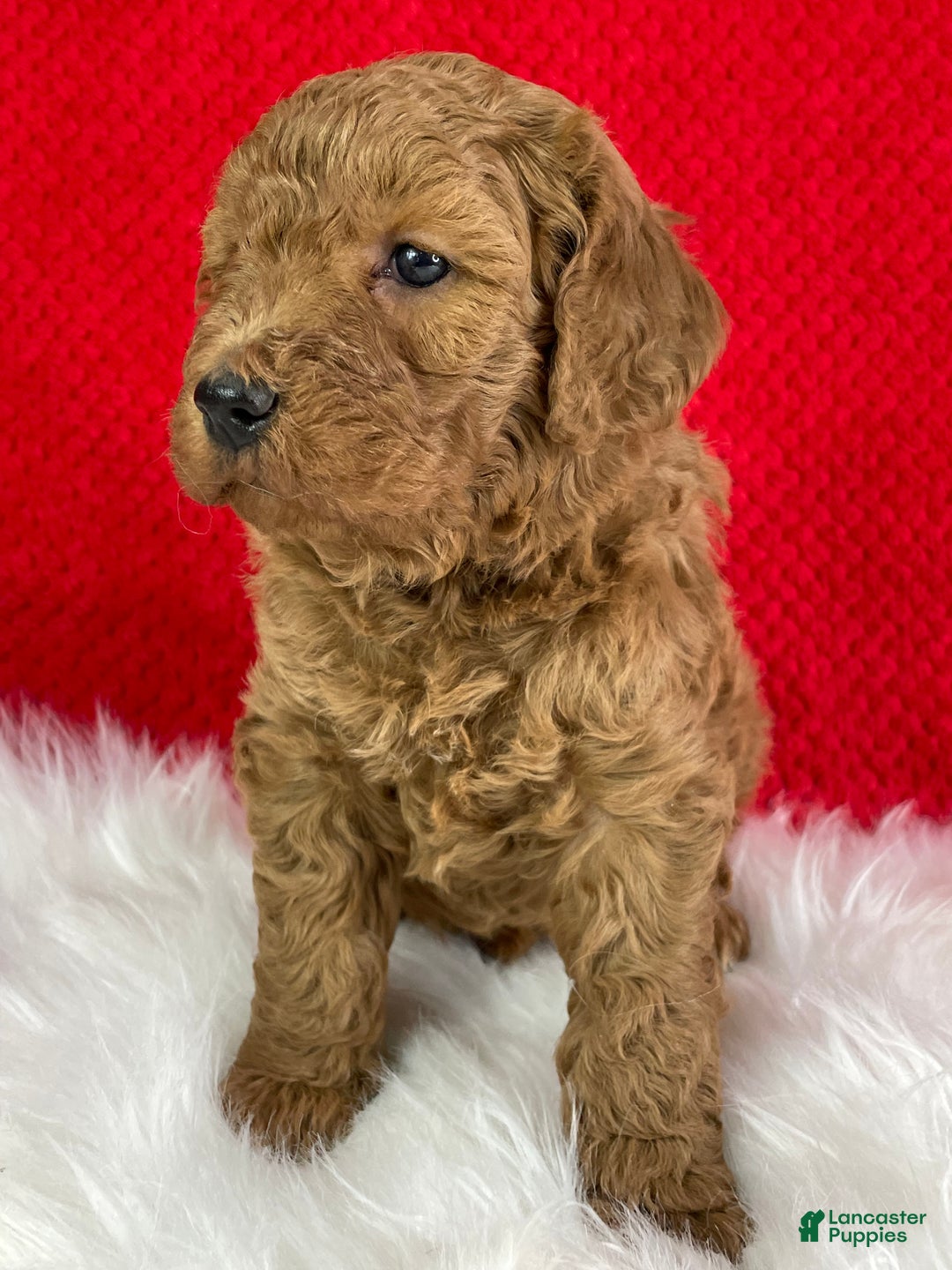 Mini Goldendoodle dogs for sale: Jack - Ad 7