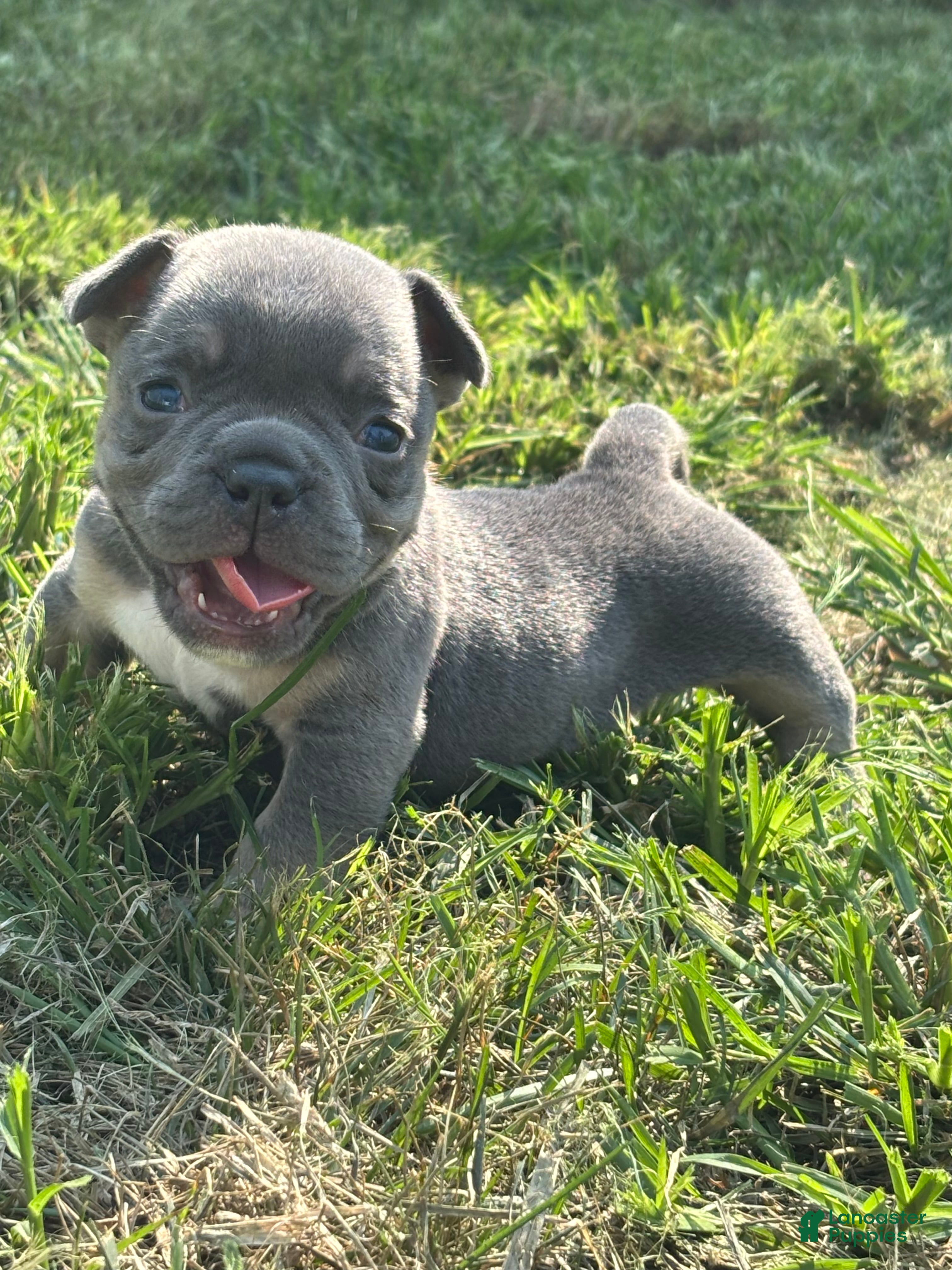 American Bully dogs American Bully 5 - Ad 7