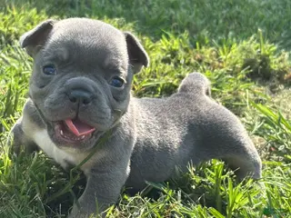 American Bully dogs American Bully 5 - Ad 7