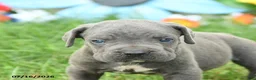 Cane Corso dogs for sale: Rookie - Ad 4