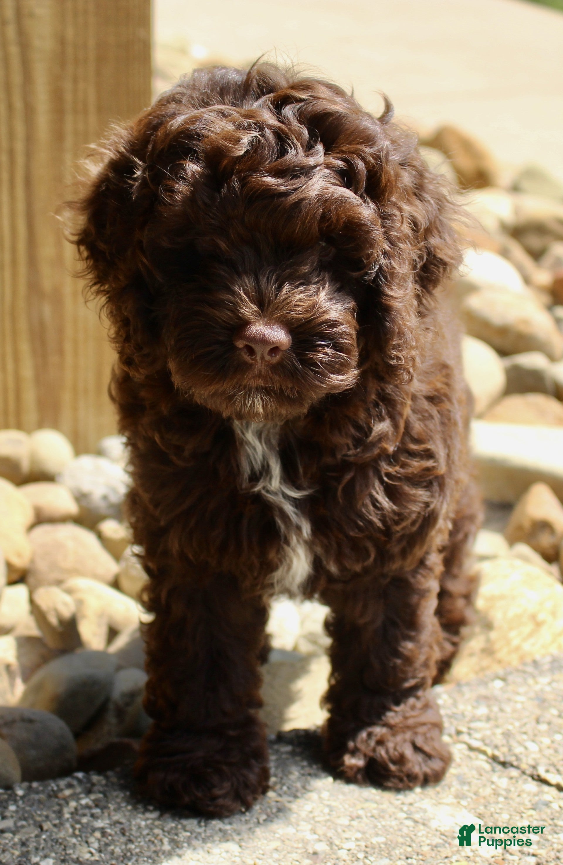 Cockapoo dogs Aspen - Ad 2