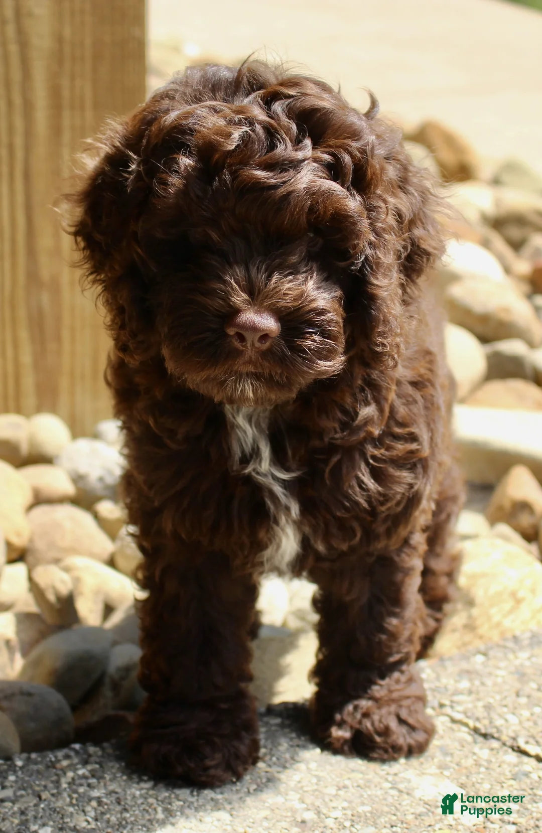 Cockapoo dogs for sale: Aspen - Ad 2