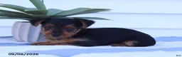 Yorkshire Terrier dogs for sale: Wiggles - Ad 4