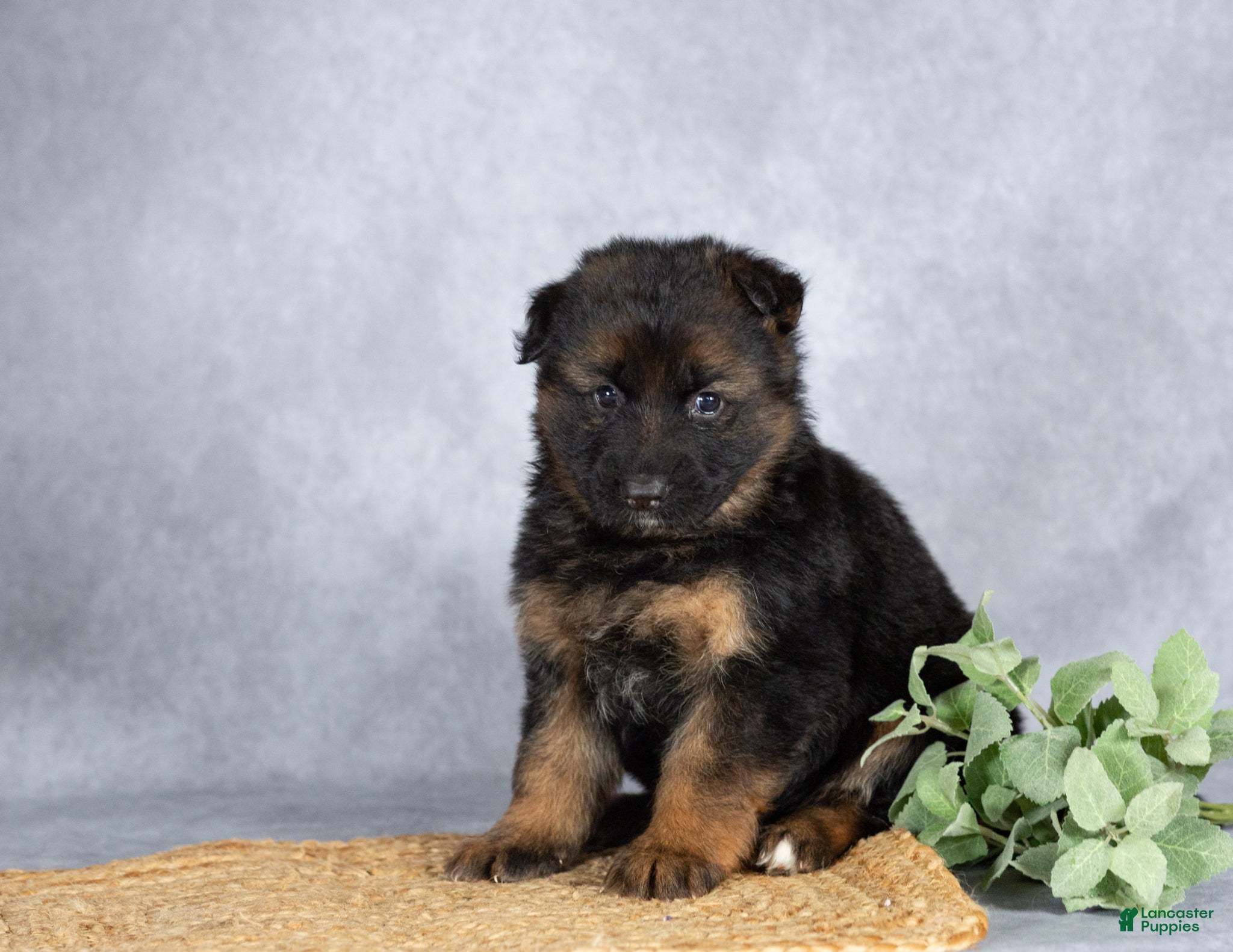 German Shepherd dogs Glory - Ad 1