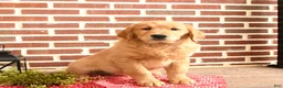 Golden Retriever dogs for sale: Elsie - Ad 1