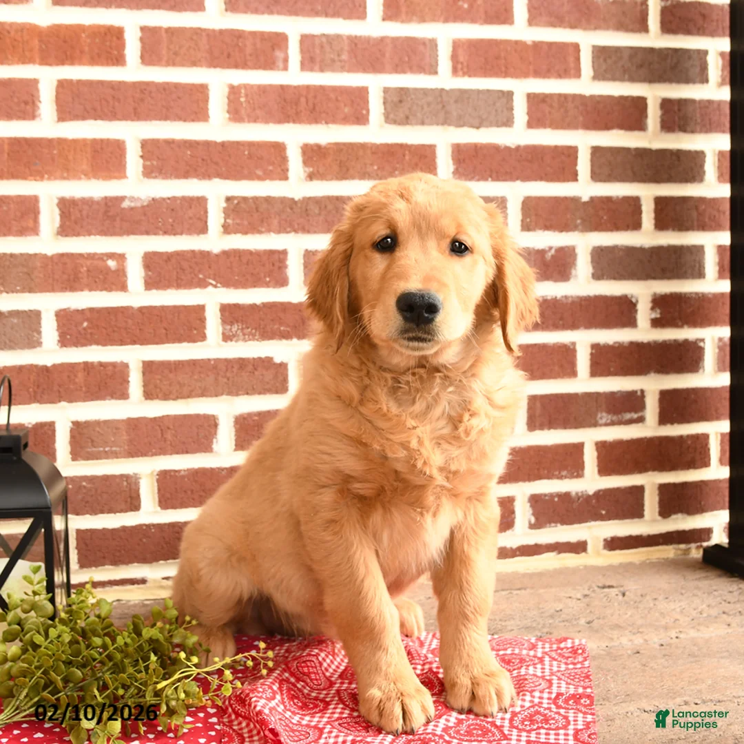 Golden Retriever dogs for sale: Elsie - Ad 1