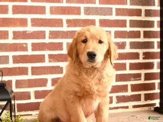 Golden Retriever dogs for sale: Elsie - Ad 1